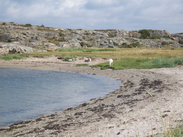 F�r betar p� Galter� i augusti 2012