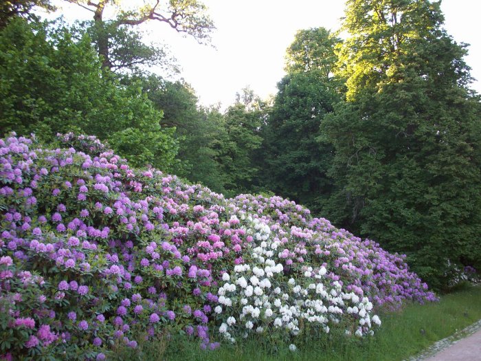 blommor